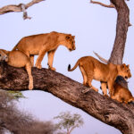 PARK-LAKE-MANYARA-NATIONAL-PARK