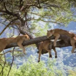 Tree-Climbing-lions-in-Lake-Manyara-National-Park