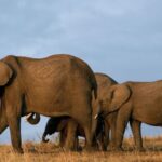 Tsavo-East-National-Park-1170x450 (1)