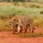 Tsavo-East-National-park-Safaris
