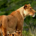 Tsavo-West-National-Park-2