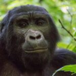 Nkuringo Sector in Bwindi Impenetrable Forest National Park