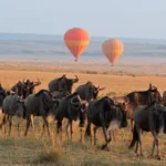 Wildebeest-herd-in-Masai-Mara