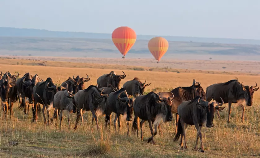 Wildebeest-herd-in-Masai-Mara