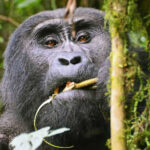 bwindi-gorilla