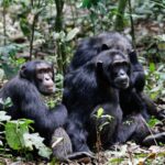 chimp-habituation-5