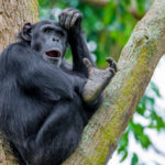 chimpanzee-in-Kibale-forest