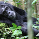 chimpanzee-tracking-kibale-1200x675