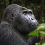 congo-gorilla-safaris