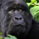 congo-gorillas