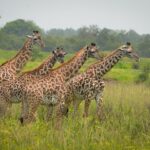 Top safari activities in Selous Game Reserve