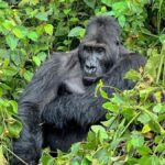gorilla-3-2-1080x675