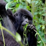 gorilla-trekking-africa-shutterstock_581739916