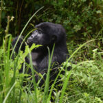 gorilla-trekking-starting-from-ruhija-sector-in-bwindi-national-park