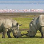 lake-nakuru-national-park