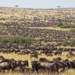 migration-serengeti-600x400 (1)