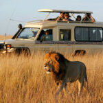 nostalgic-tsavo