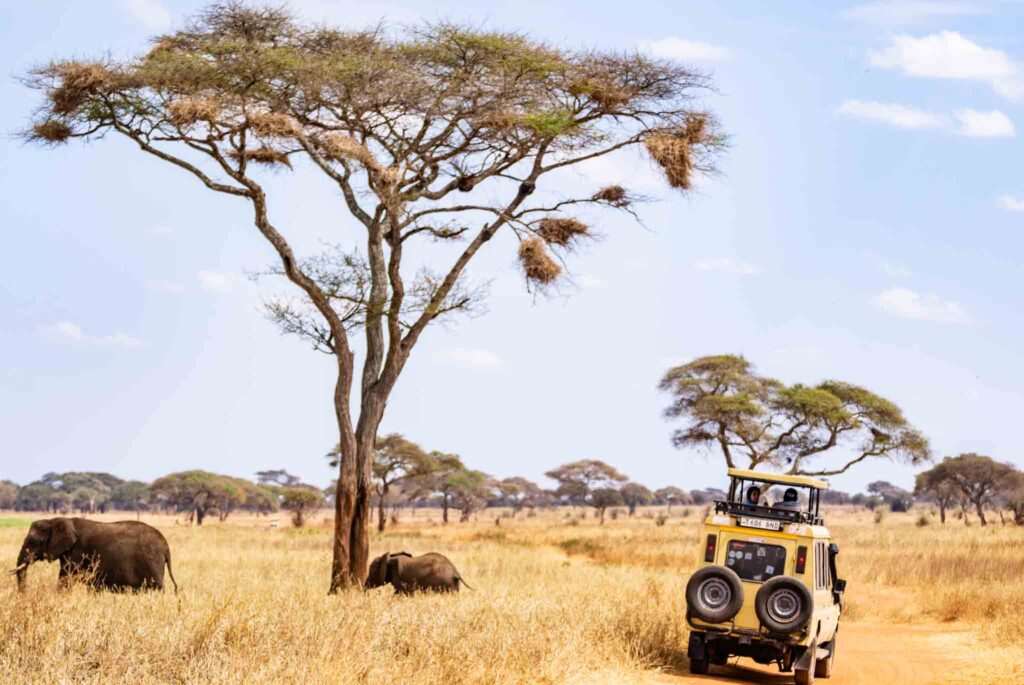 safari-tarangire (1)
