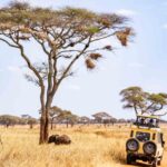 safari-tarangire (1)