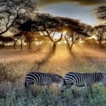 tanzanias-serengeti-national-park-2