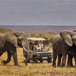 tarangire-1-808x450 (1)