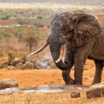 tsavo-west
