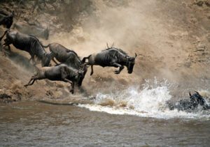 wildebeest-great-migration-mara-river-crossing-north-tanzania-safari-national-park-reserve-africa-holiday-vacation-wildlife-travel
