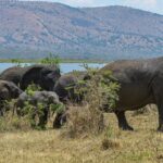 Winter Break in Akagera National Park: A Unique African Escape