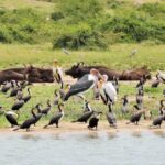 Kazinga Channel Boat Cruise