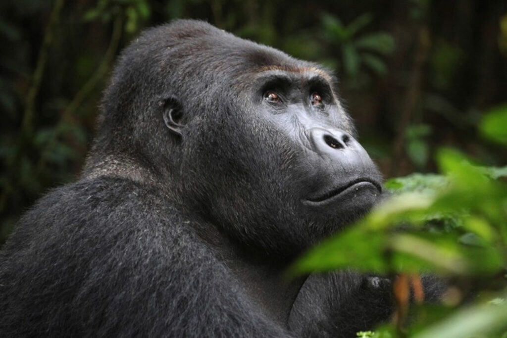 Gorilla trekking Uganda