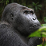 congo-gorilla-safaris (1)