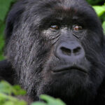 congo-gorillas (1)