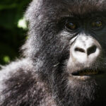 congo-virunga