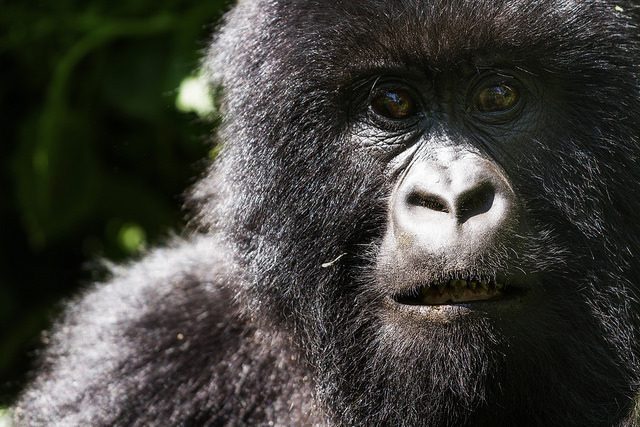 congo-virunga