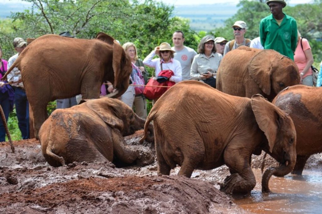 elephant trust kenya
