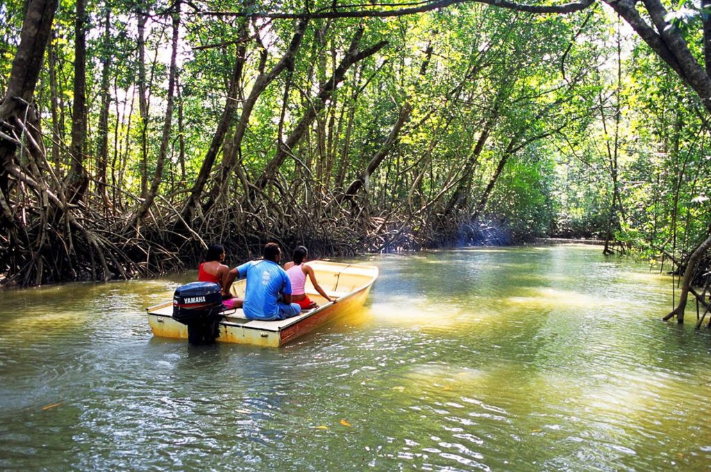 mangrooves congo