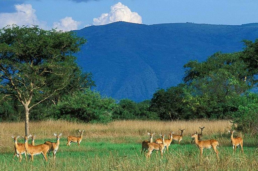 Uganda Wildlife Authority Announces Free Entry to All National Parks from September 25-27, 2026 9 semuliki national park