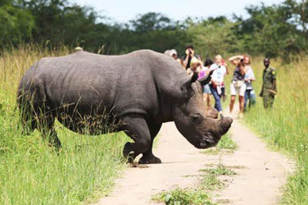 ziwa rhino uganda