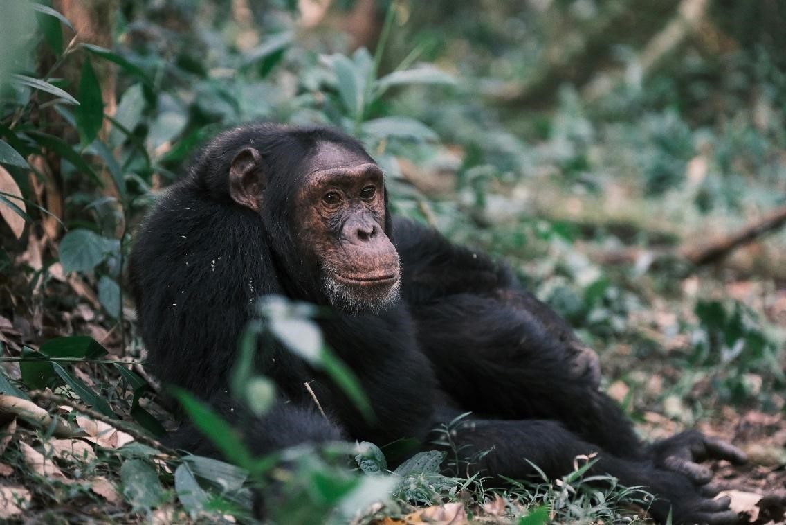 A Chimpanzee in Kibale Forest