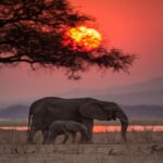 Elephant walking at sunset in Ugandan savannah
