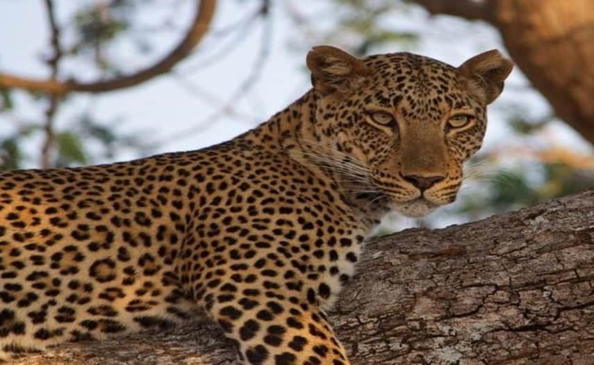 Leopard resting on tree branch in wild safari setting.