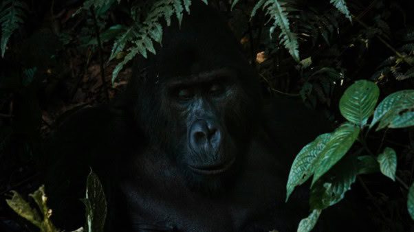 A gorilla in Bwindi Impenetrable National Park