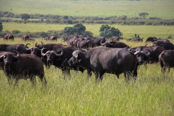 Buffalo herd grazing in Murchison Falls NP