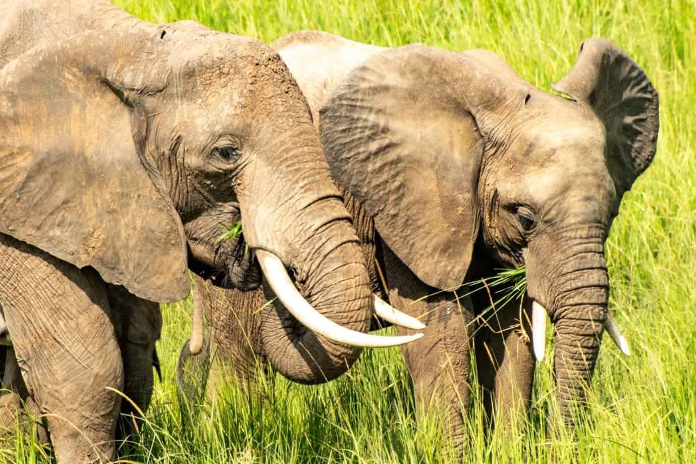 Elephants grazing in Murchison Falls National Park