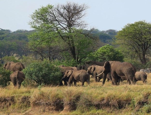 Elephants grazing in the savannah