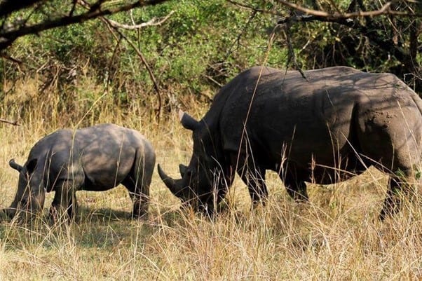 Rhinos at Ziwa Rhino Sanctuary
