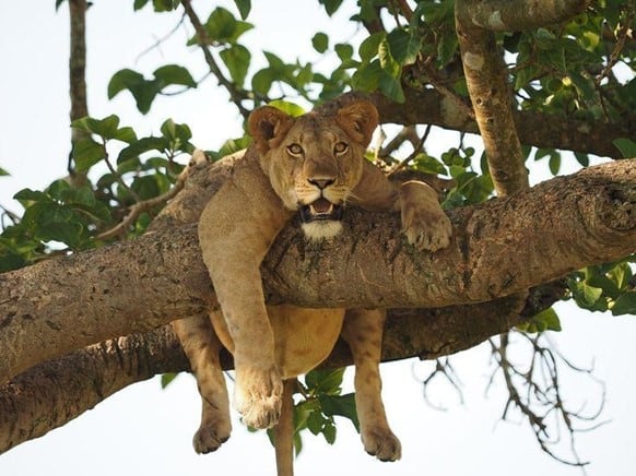 Tree climbing lion in Ishasha sector, Queen Elizabeth NP