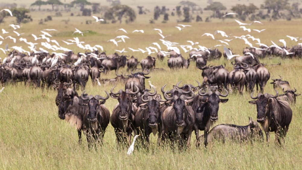 Serengeti National Park 4 Central Serengeti (Seronera)