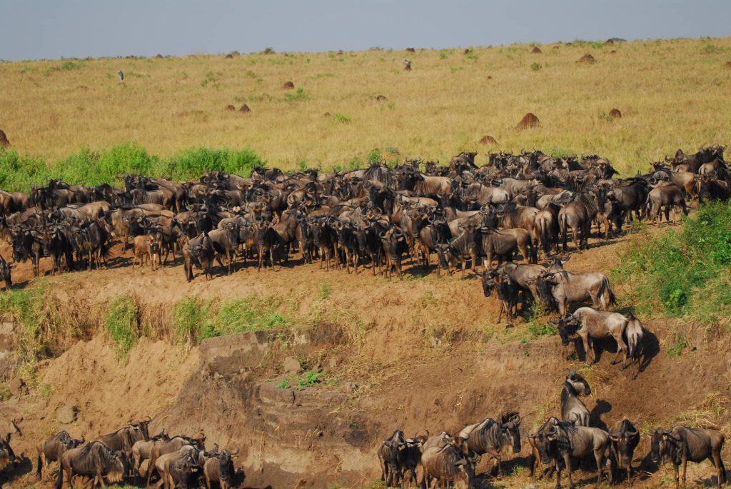 Serengeti National Park 6 Northern Serengeti (Kogatende & Lamai Wedge)