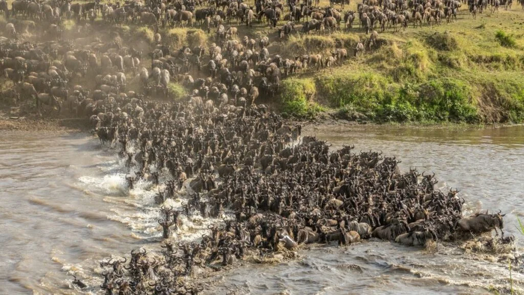 Serengeti National Park 5 Western Corridor (Grumeti River)